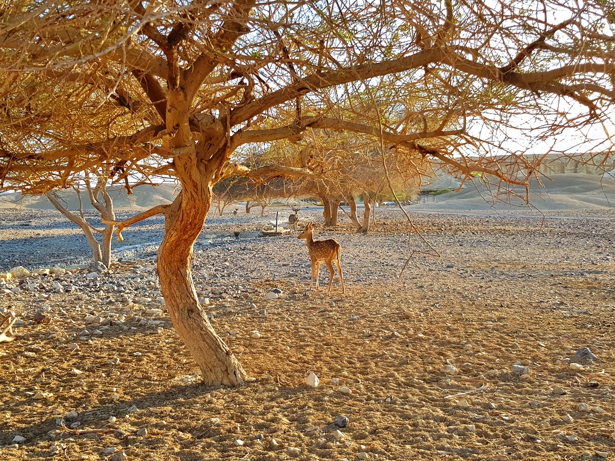 Арава – Ферма Антилоп. Отдых и путешествия в Израиле.
