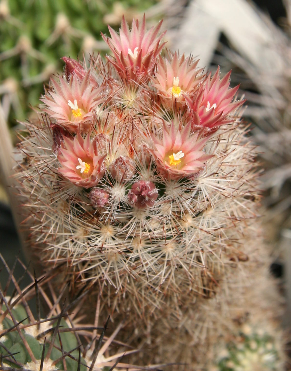 Escobaria organensis