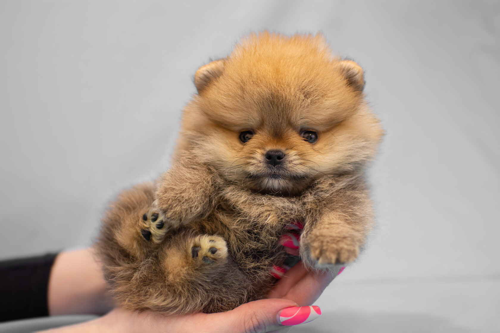 щенки шпица спб недорого. щенки шпица спб недорого. щенки шпица спб недорого. шпиц авито спб. щенки шпица спб недорого.