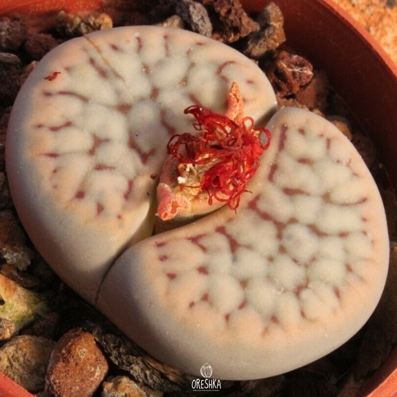 Seeds of Succulent Lithops schwantesii C 191 (Lithops schwantesii C 191) — 10 pcs