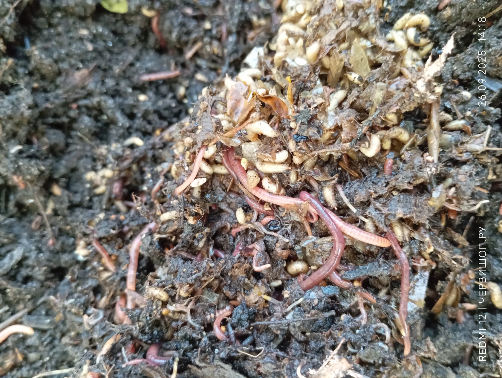 Польза червей для растений