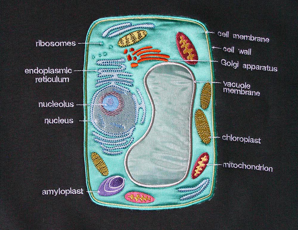 Клетка растительного организма. Клетка растения. Кофта с растительной клеткой.