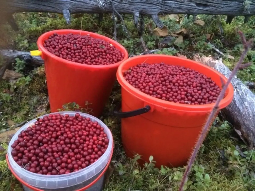 Лесная ягода Уллу-Тау