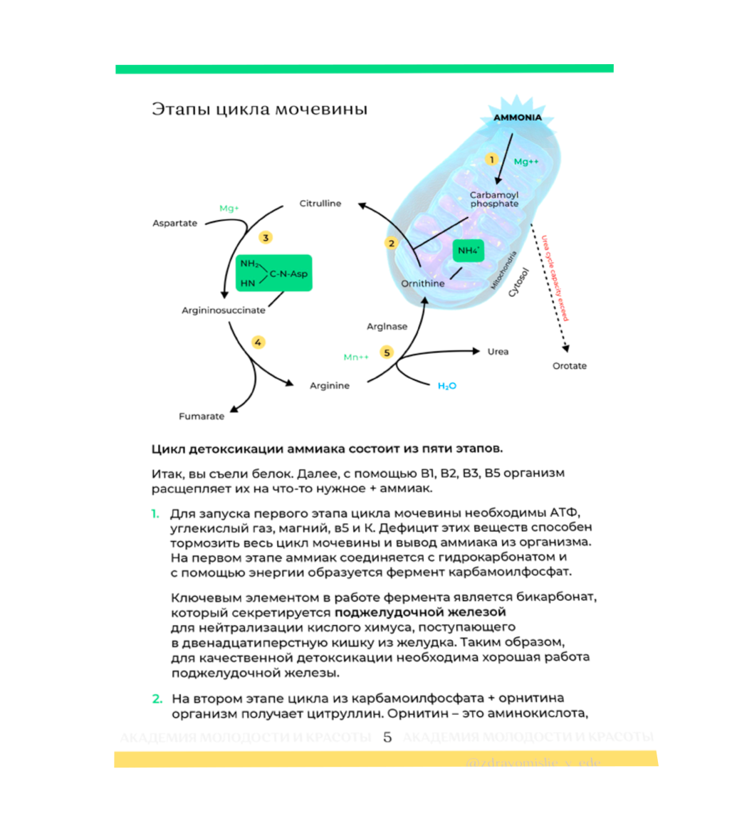 Методичка по гипераммониемии