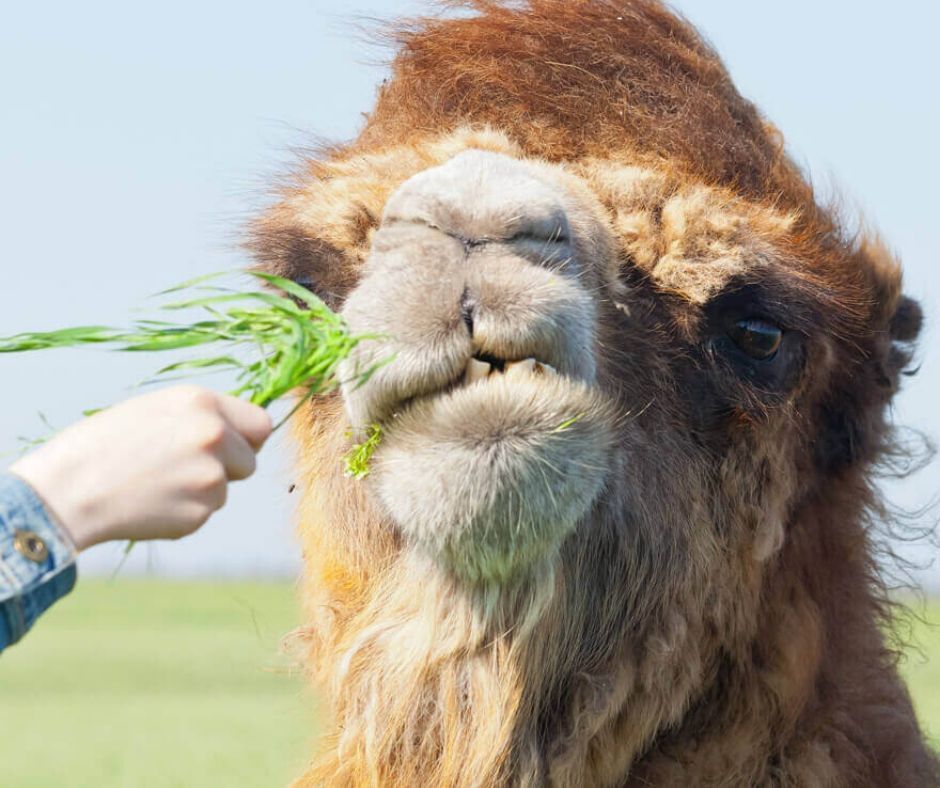 трава для верблюда 7 букв. корень ветивера. верблюжья колючка и верблюд. африканский двугорбый верблюд. верблюд одногорбый туркменистан.
