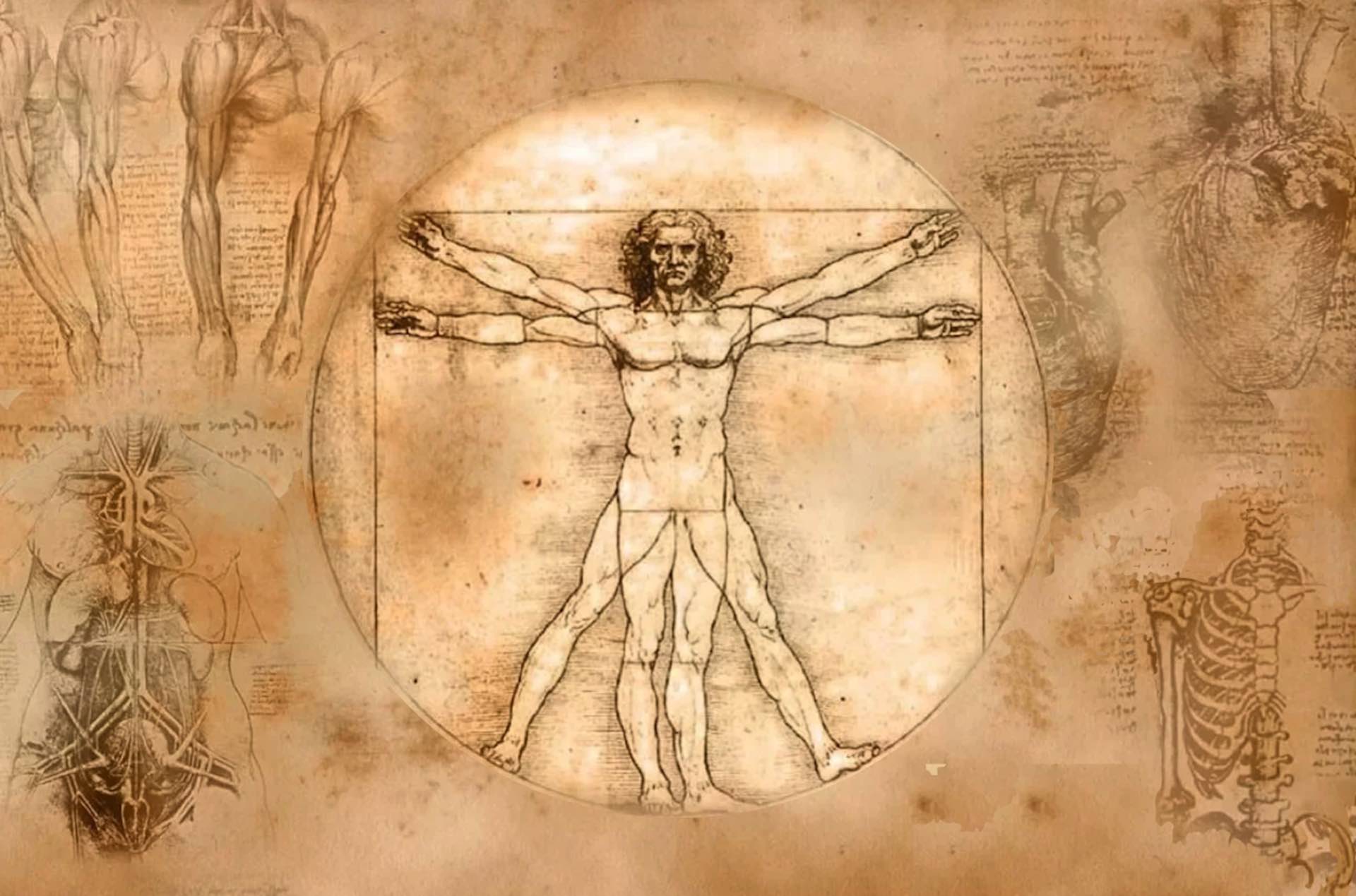 Искренность и чувственность эскизов человеческой фигуры Леонардо да Винчи
