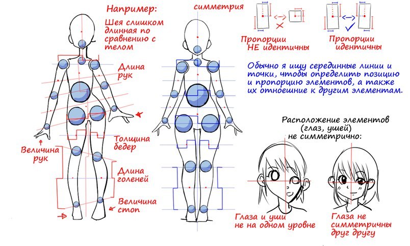 Пропорции тела рисунок