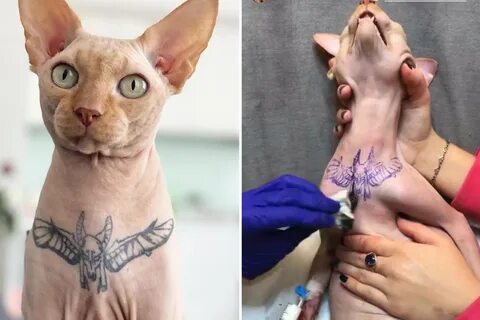 Из мексиканской тюрьмы освободили кота-сфинкса с татуировками