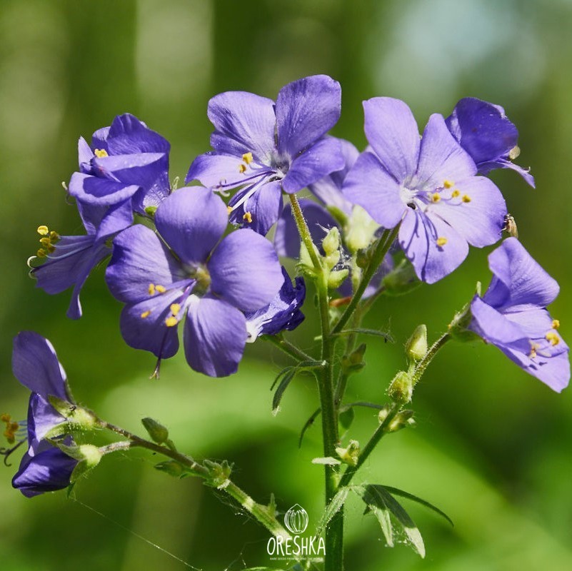Seeds of Jacob's-ladder (Greek valerian) (Polemonium caeruleum) — 50 pcs
