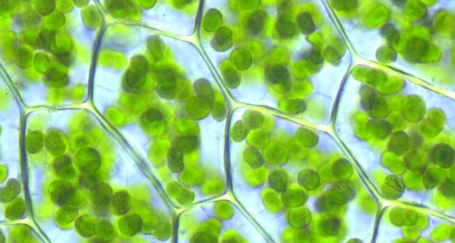 Хлоропласты в зеленых клетках
