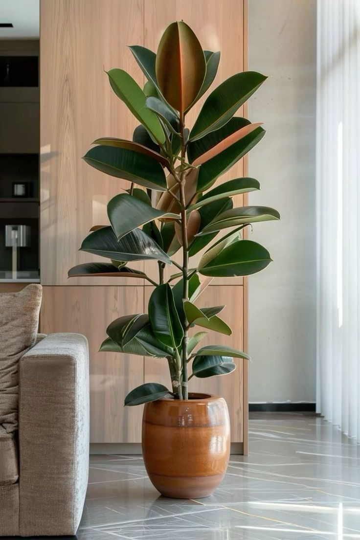 Potted plant on wooden shelf