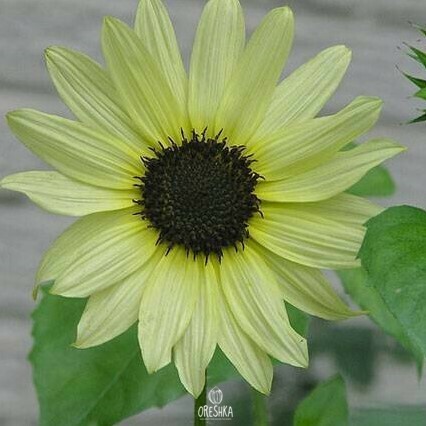 Ice Cream Sunflower seeds — Helianthus annuus decorative double-petalled