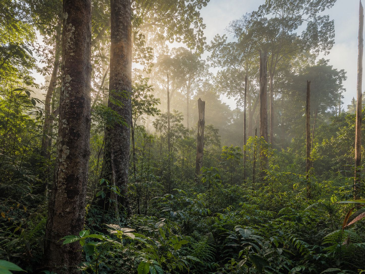 Habitat burung Pelatuk Sampit di hutan tropis Kalimantan