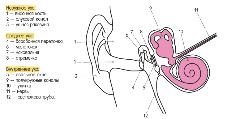 Овальное окно ухо. Перепонка овального окна ухо. Перепонка овального окна. Овальное окно среднего уха.