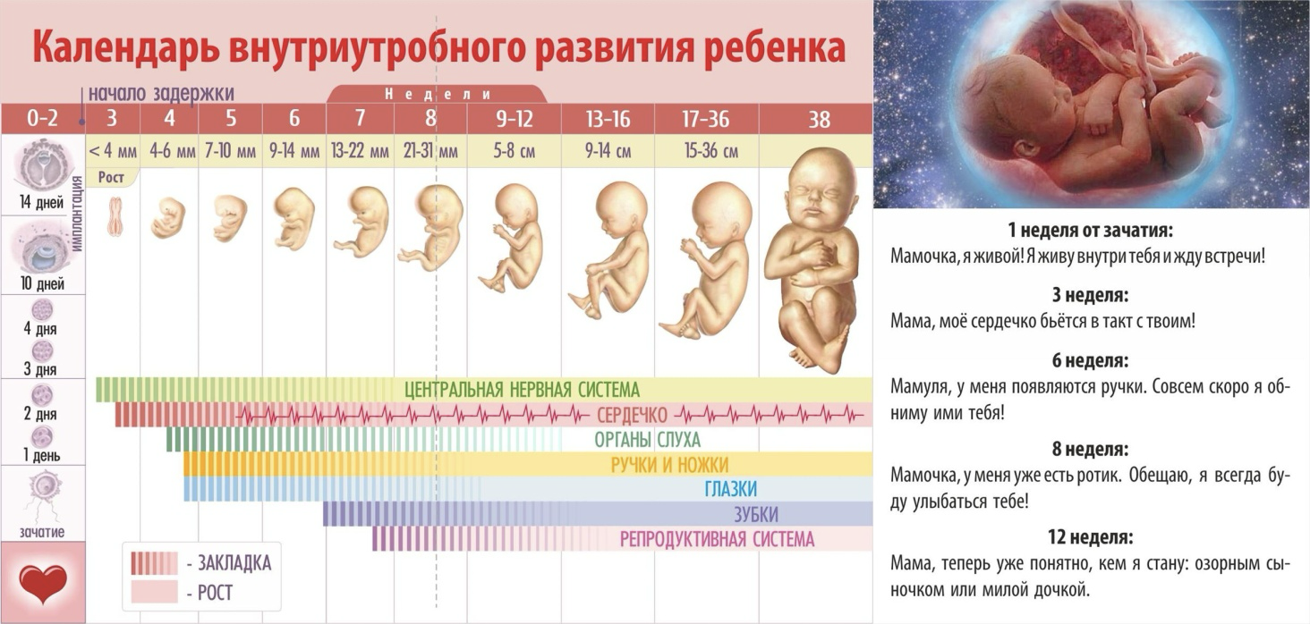 Картинки Развития Ребенка По Неделям