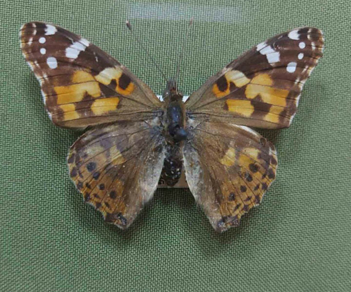 Бабочка из коллекции Краеведческого музея