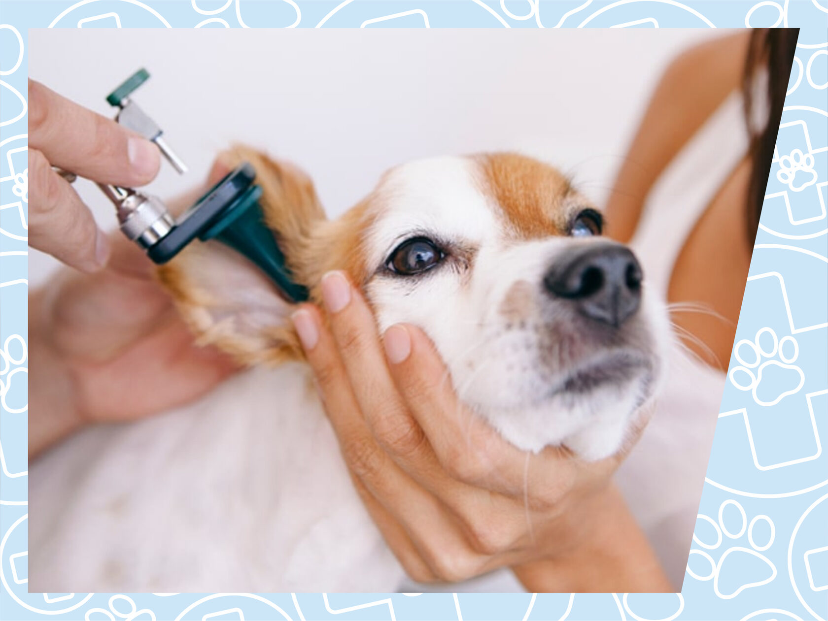 Отит у собак: симптомы и лечение в домашних условиях