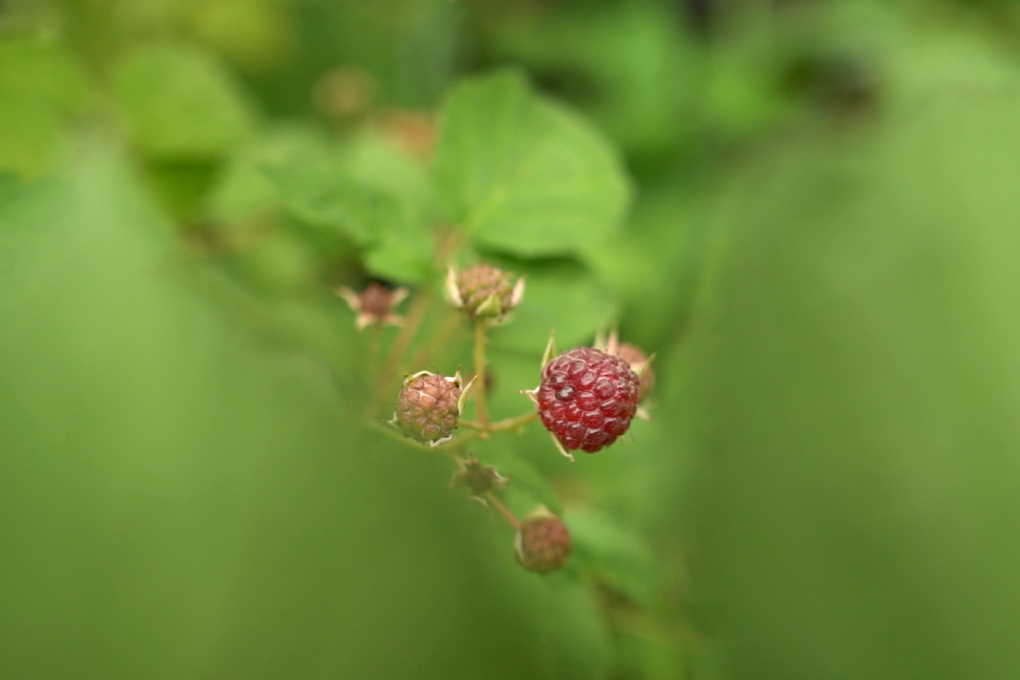 Плодовый сад
