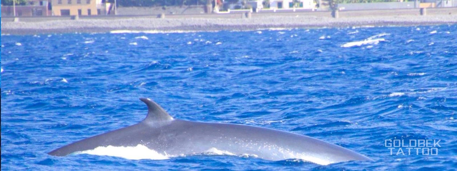 Whales And Dolphins Tours Madeira