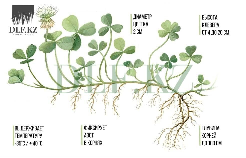 Клевер ползучий корневая система. Клевер ползучий белый Ривендел. Клевер белый ползучий корневая система. Клевер белый ползучий Лифлекс. Клевер ползучий белый высота растения.