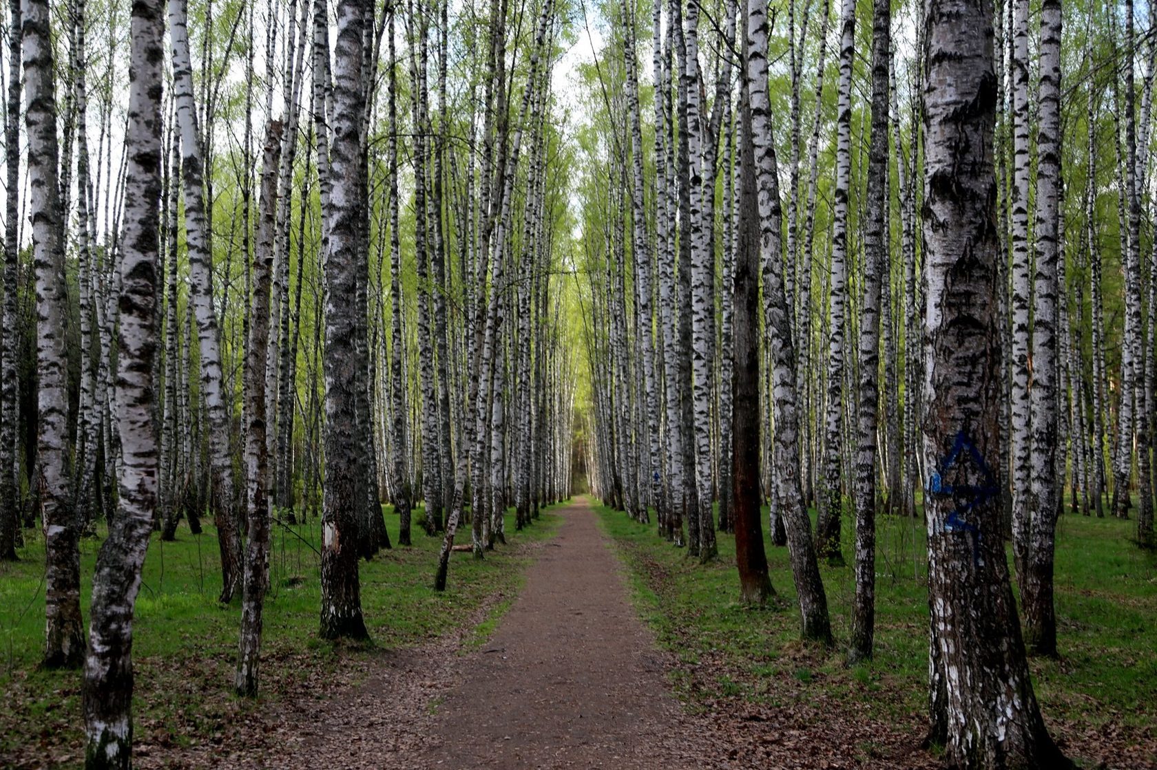Самый красивый лес в Москве