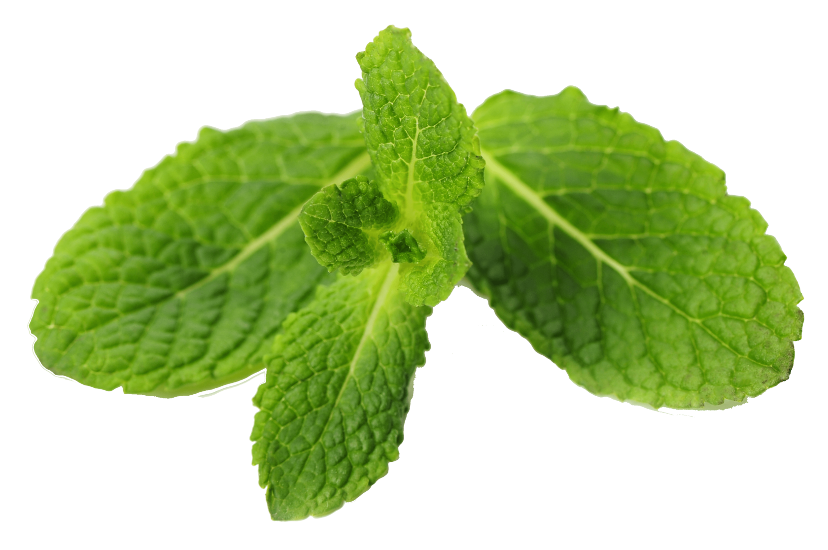 Концентрированные соки,морсы,сиропы,основы для лимонада,фруктово ...