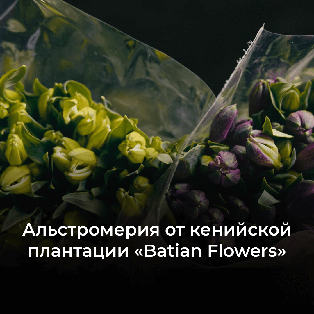 Альстромерия из Кении: купить цветы оптом с доставкой в Россию