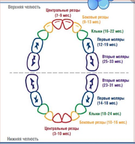 Схема появления зубов у младенцев