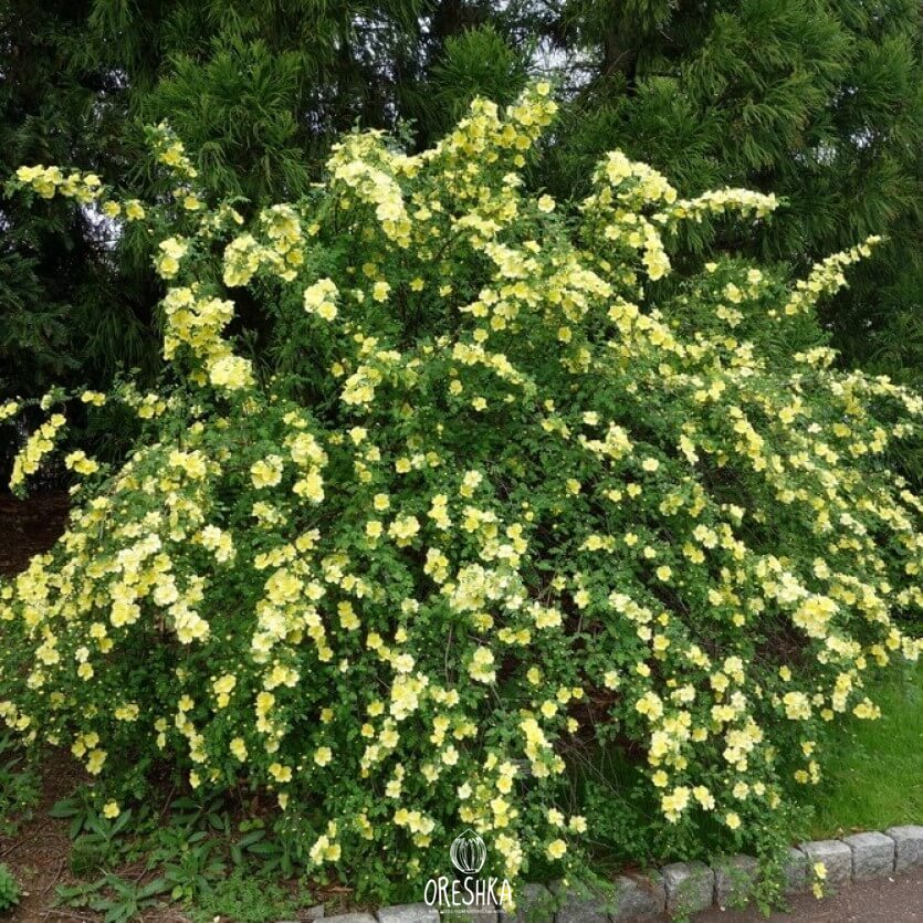 Seeds of Yellow rose (Rosa xanthina) — 10 pcs