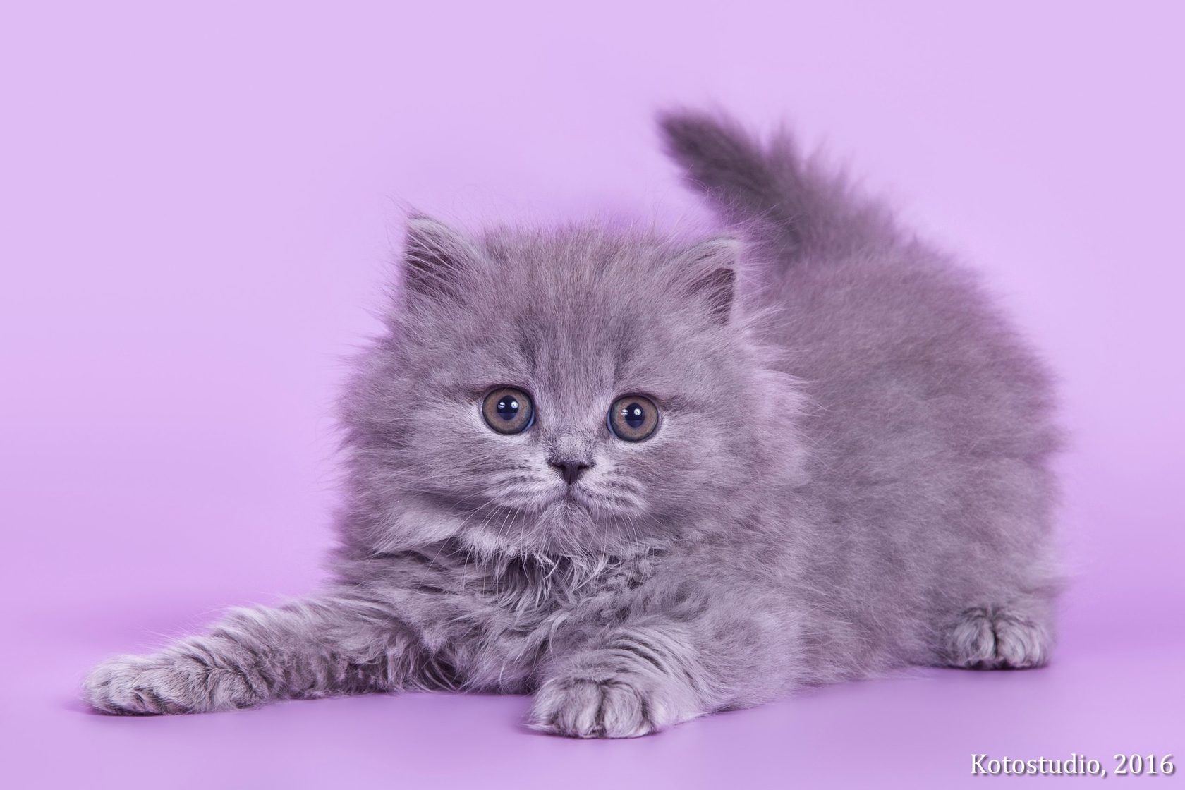 Купить котенка голубого окраса пушистые в СПБ. Купить котёнка британца в СПБ недорого в Санкт-Петербурге. Купить котенка в спб британский