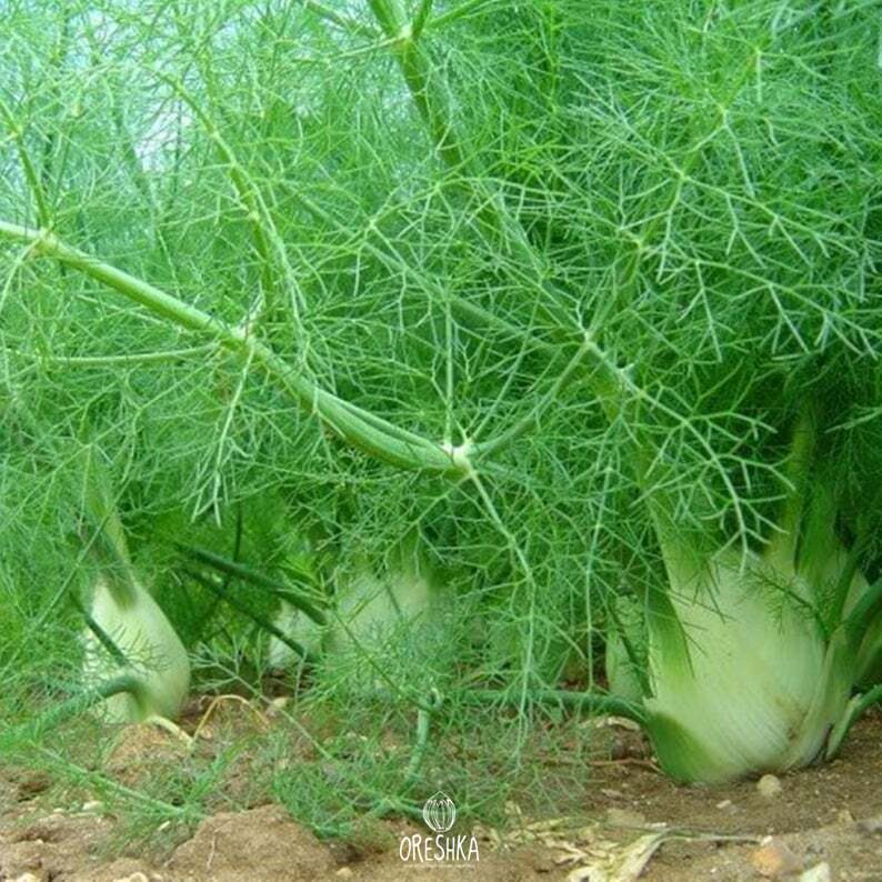 Seeds of Fennel (Foeniculum vulgare) — 100 pcs