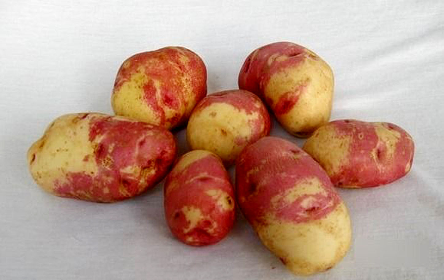 Картофель родриго описание сорта характеристика. Сорт картофеля Мерлот. Семенной картофель Пикассо.