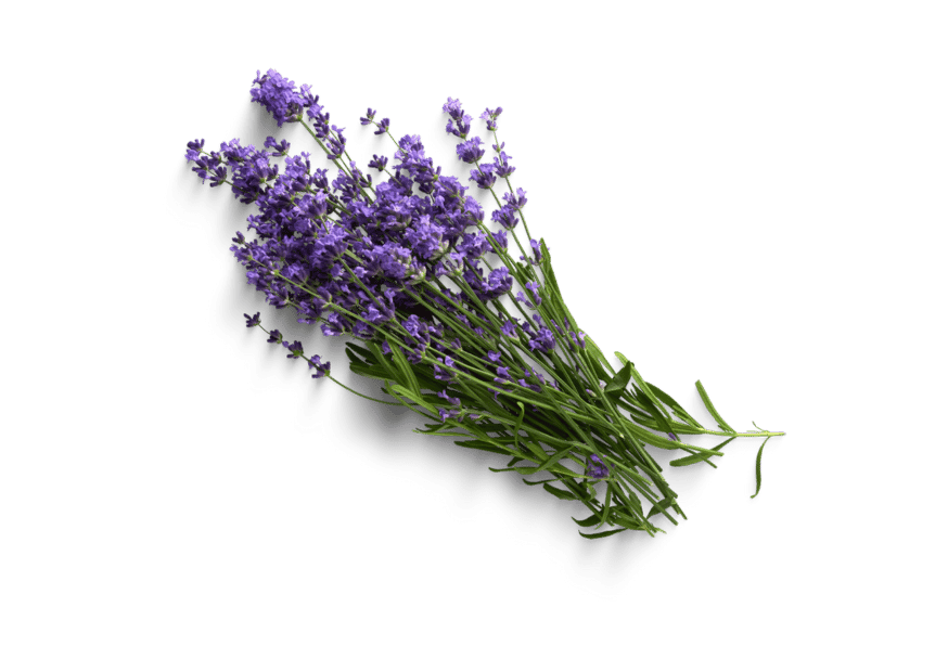 lavender