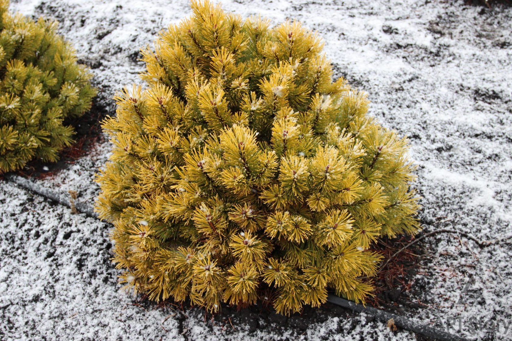 Сосна Горная Pinus mugo Winter Gold
