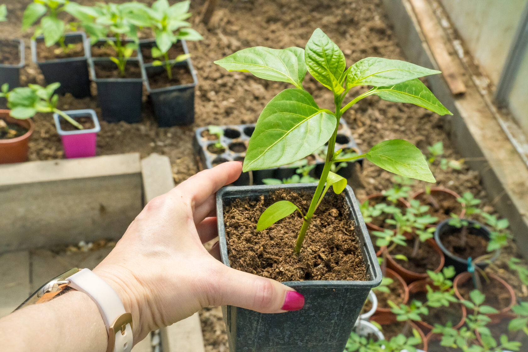 Hand holding a young pepper plant in a black plastic pot, surrounded by various starter plants in a greenhouse setting, illustrating seed starting for vegetable gardening.