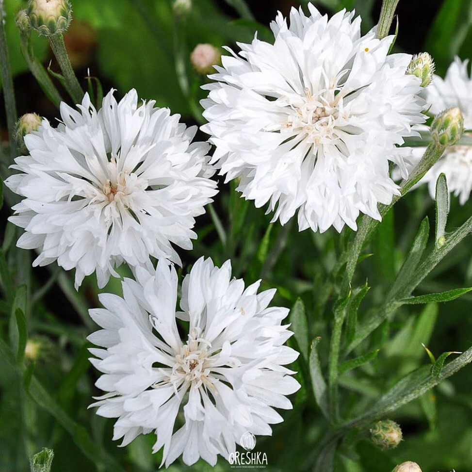 Seeds of Cornflower white Medallion — 55 pcs
