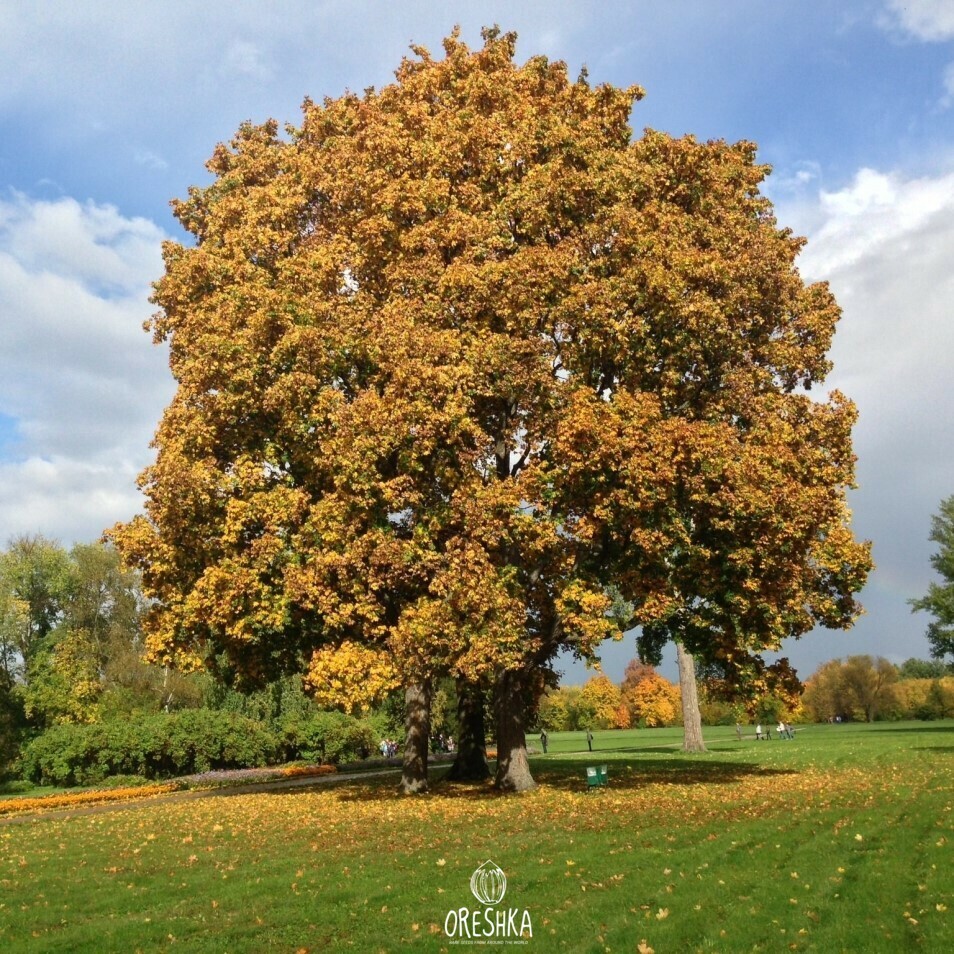 Acer pseudoplatanus sycamore maple large tree canopy summer