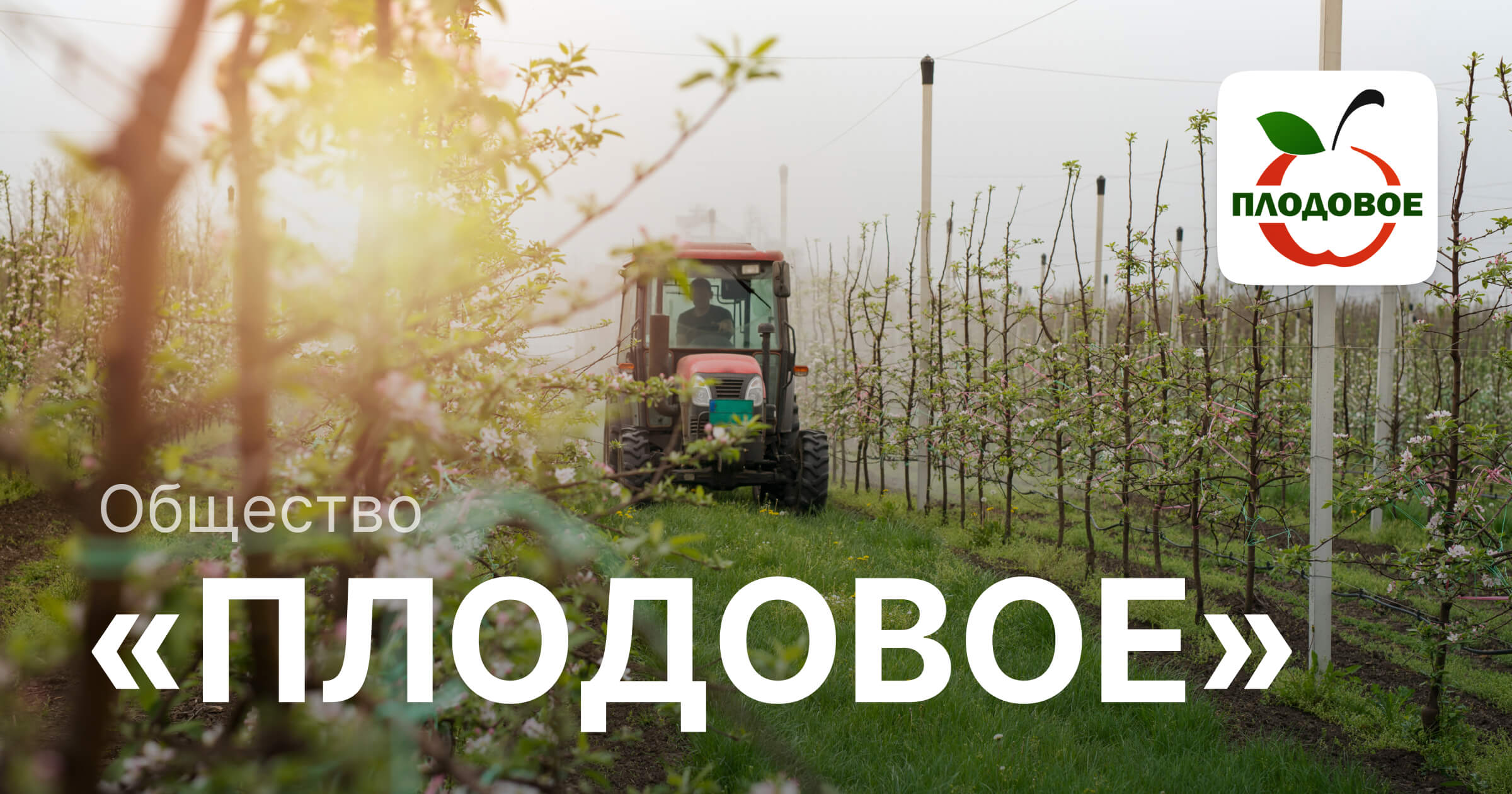 Черешня в контейнере. Плодовый ейский. Плодовое логотип. Плодовый ейский. Уборка урожая в саду.