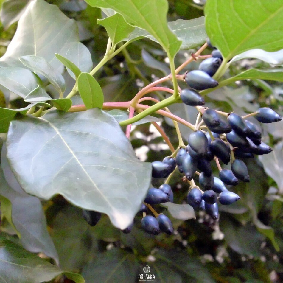 Seeds of Laurustinus (Viburnum tinus) — 20 pcs