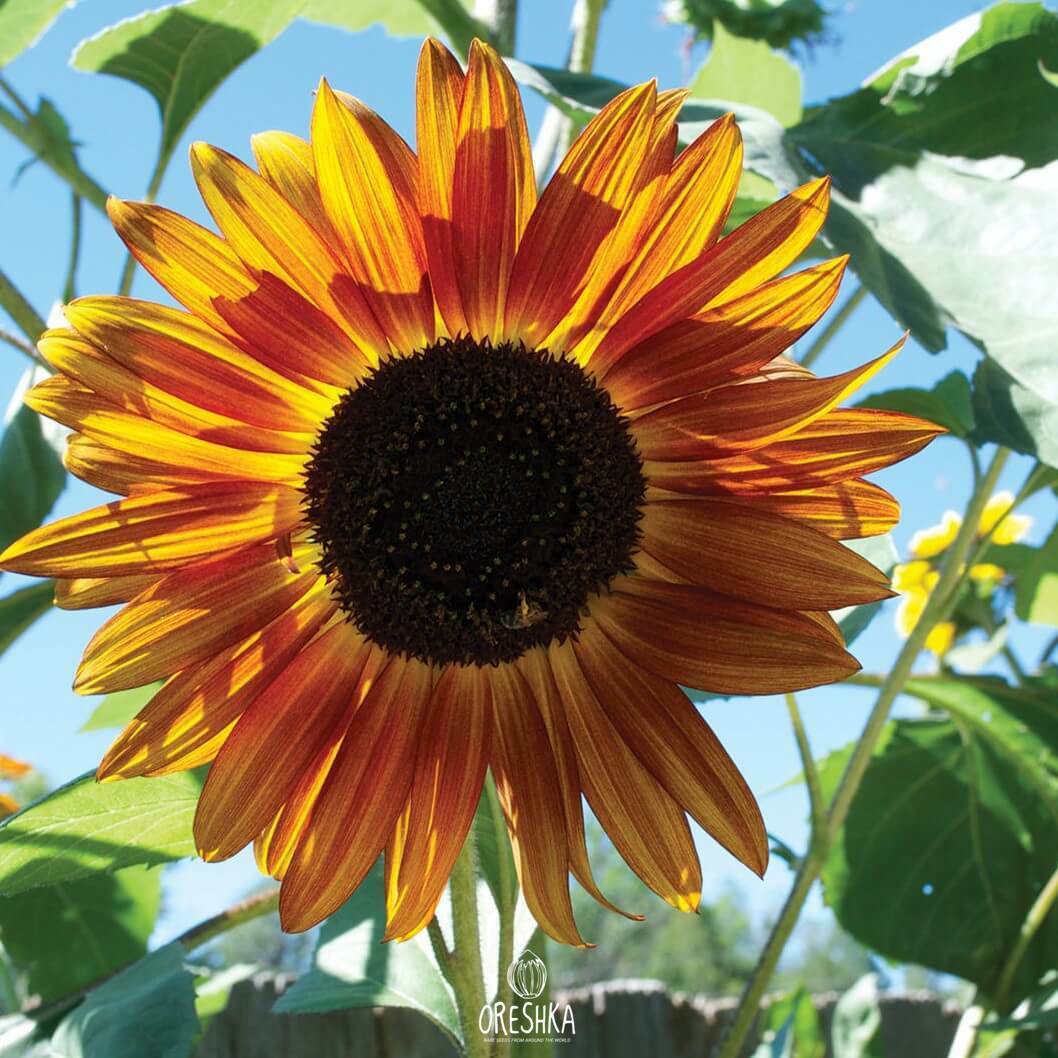 Seeds of Sunflower decorative Autumn Beauty (Helianthus annuus) — 10 pcs