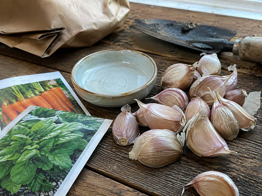 Garlic cloves and cold hardy seeds ready for fall planting