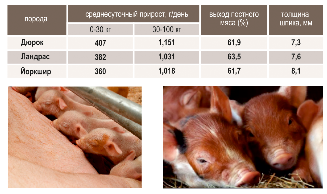 Сколько весит поросенок в 1 месяц. Вес поросят по месяцам дюрок. Вес поросят по месяцам таблица дюрок. Вес поросенка по месяцам ландрас. Вес поросят породы дюрок по месяцам.