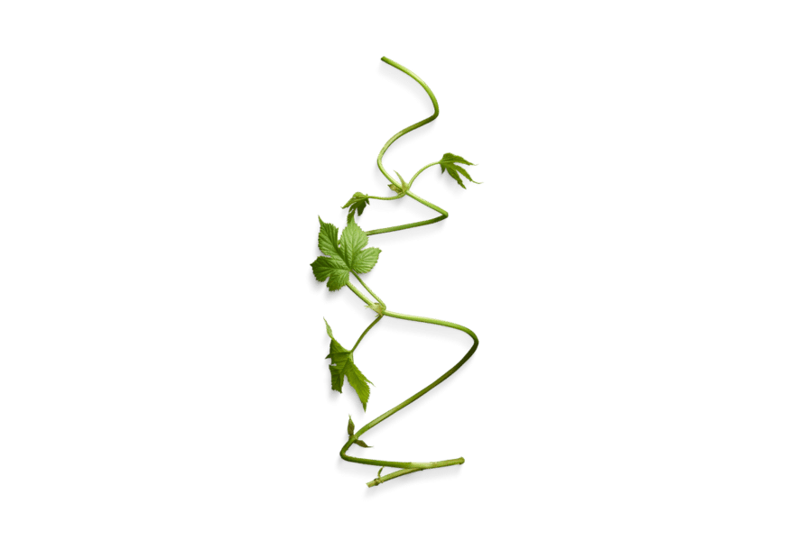 vine