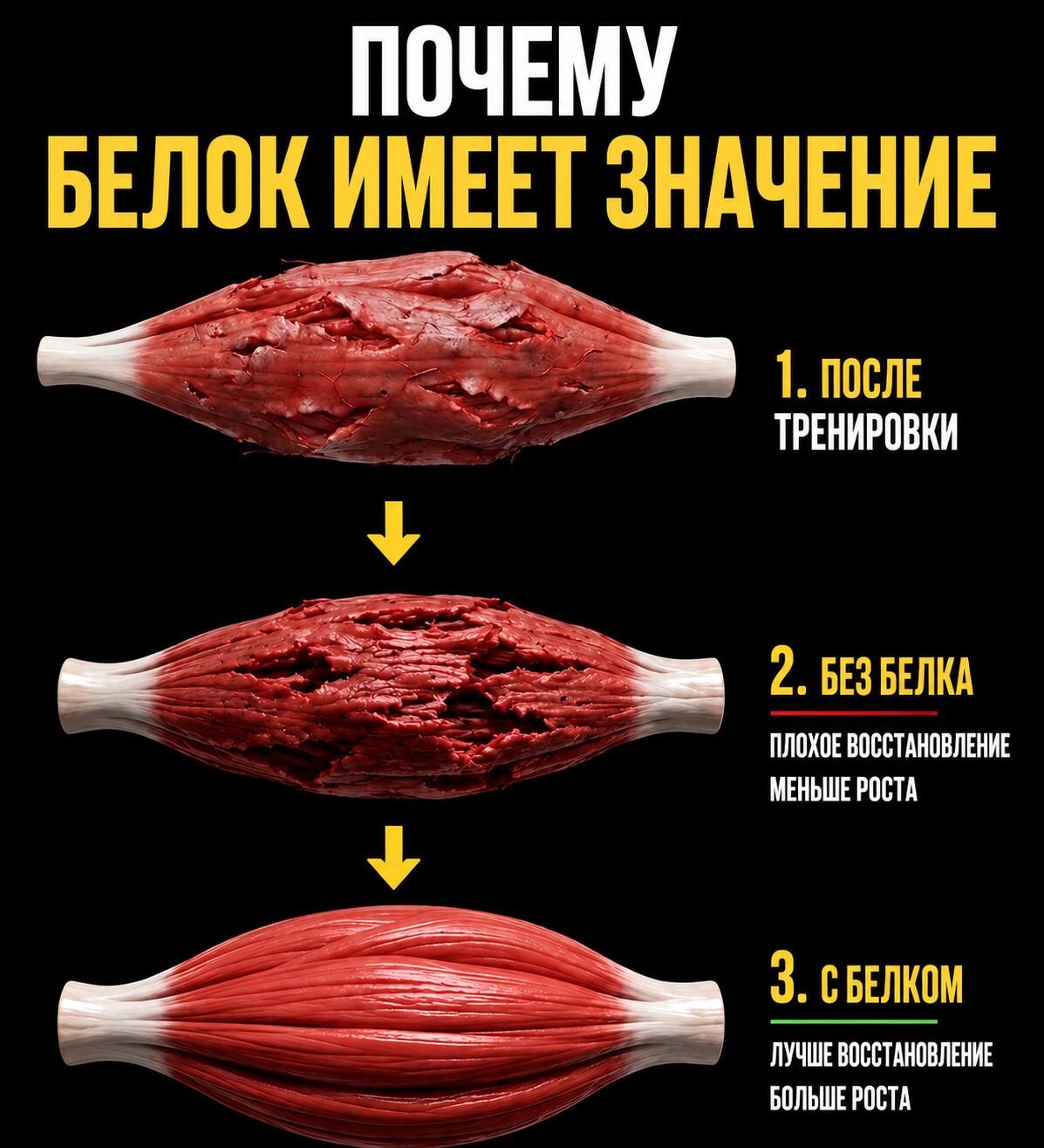 Схема: восстановление мышцы после тренировки с белком и без белка