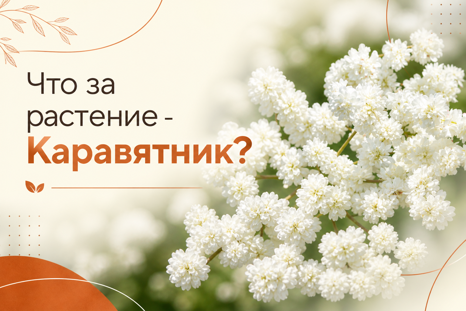 Что такое каравятник - Растение