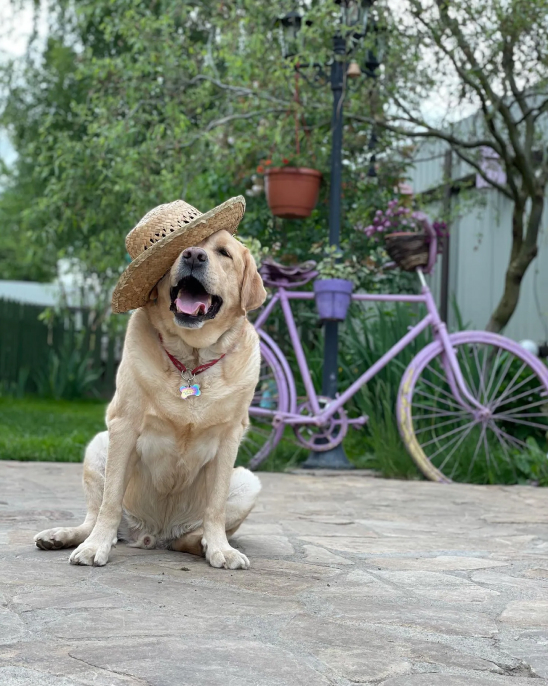 Зоогостиница