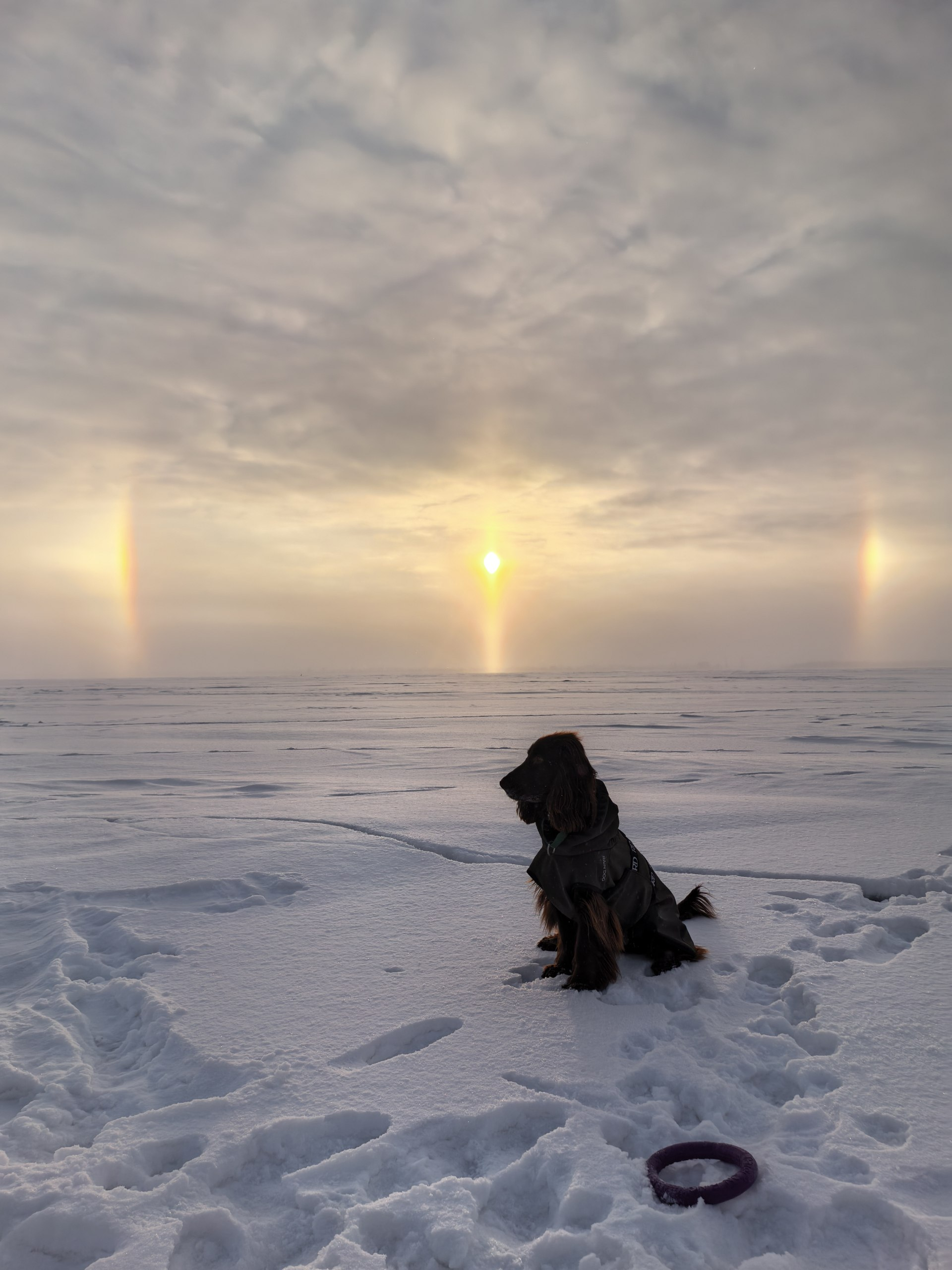 филд спаниель зимой гало