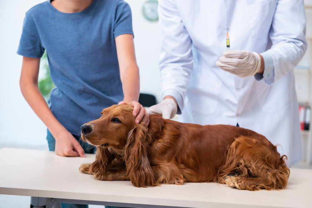Ставить прививки от бешенства нужно и домашним собакам