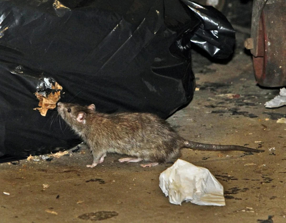 Как бороться с крысами в современных реалиях - почему не стоит использовать яд