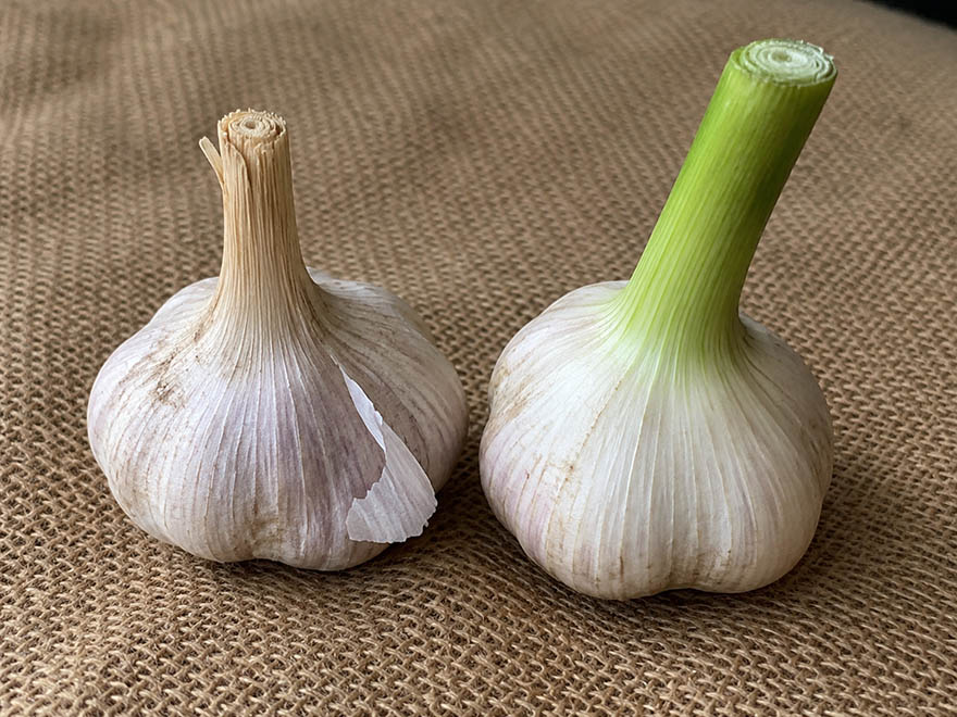 Cured garlic with a dry papery neck next to an uncured bulb